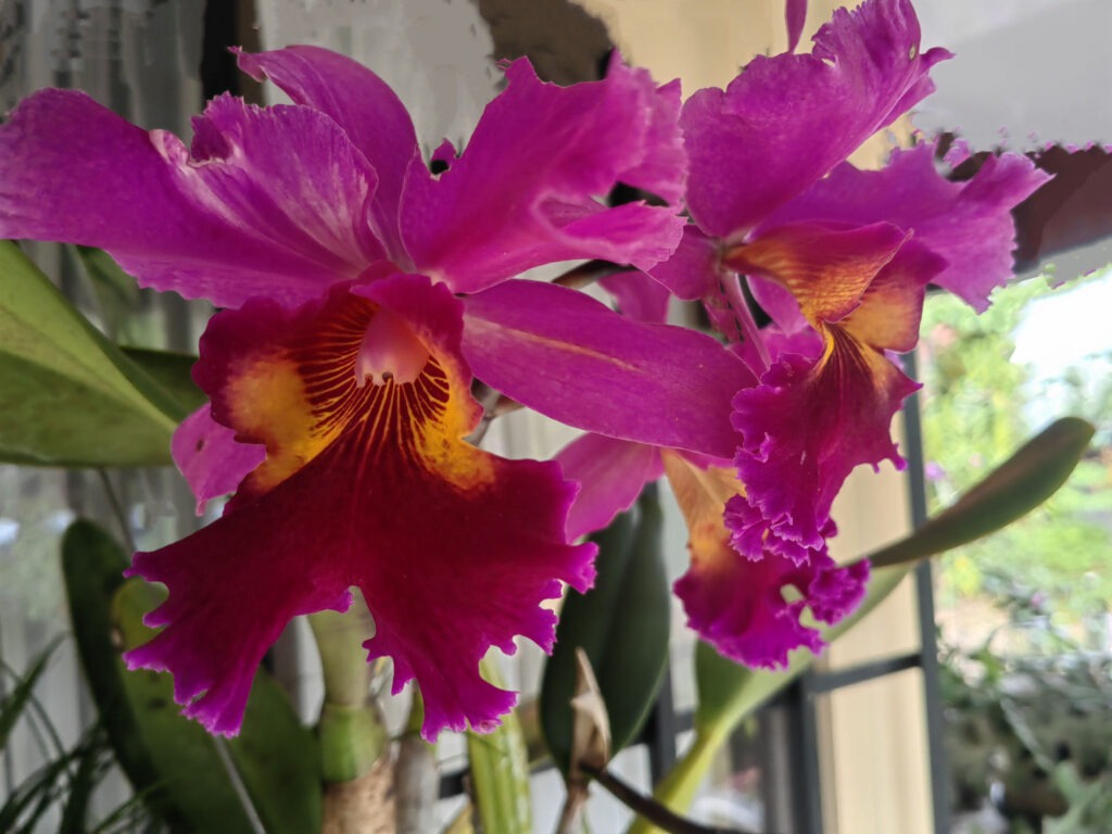 IMG_20220818_154448 copia